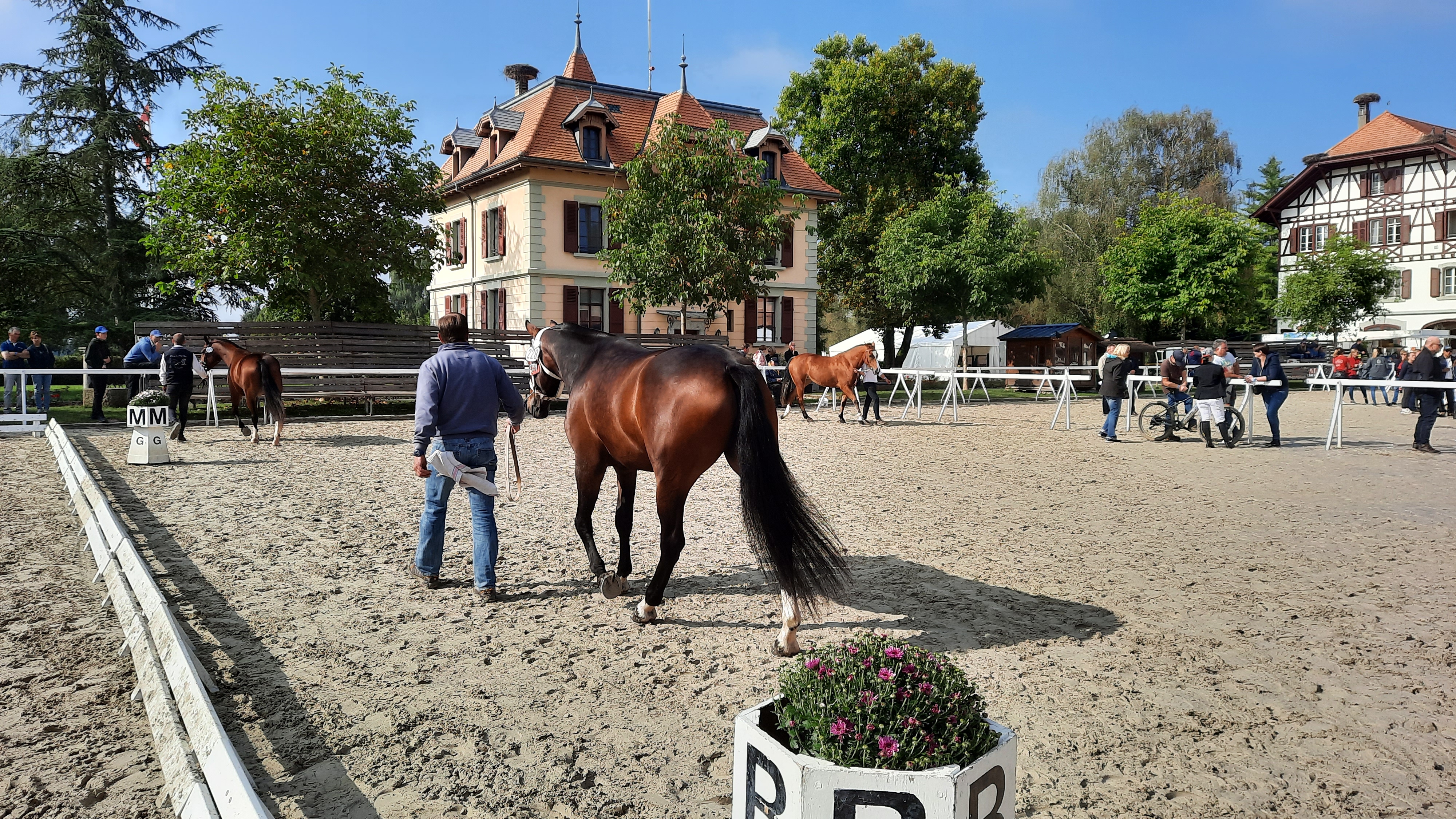 National FM - Schweizer Sport- und Zuchtfinal der Freiberger