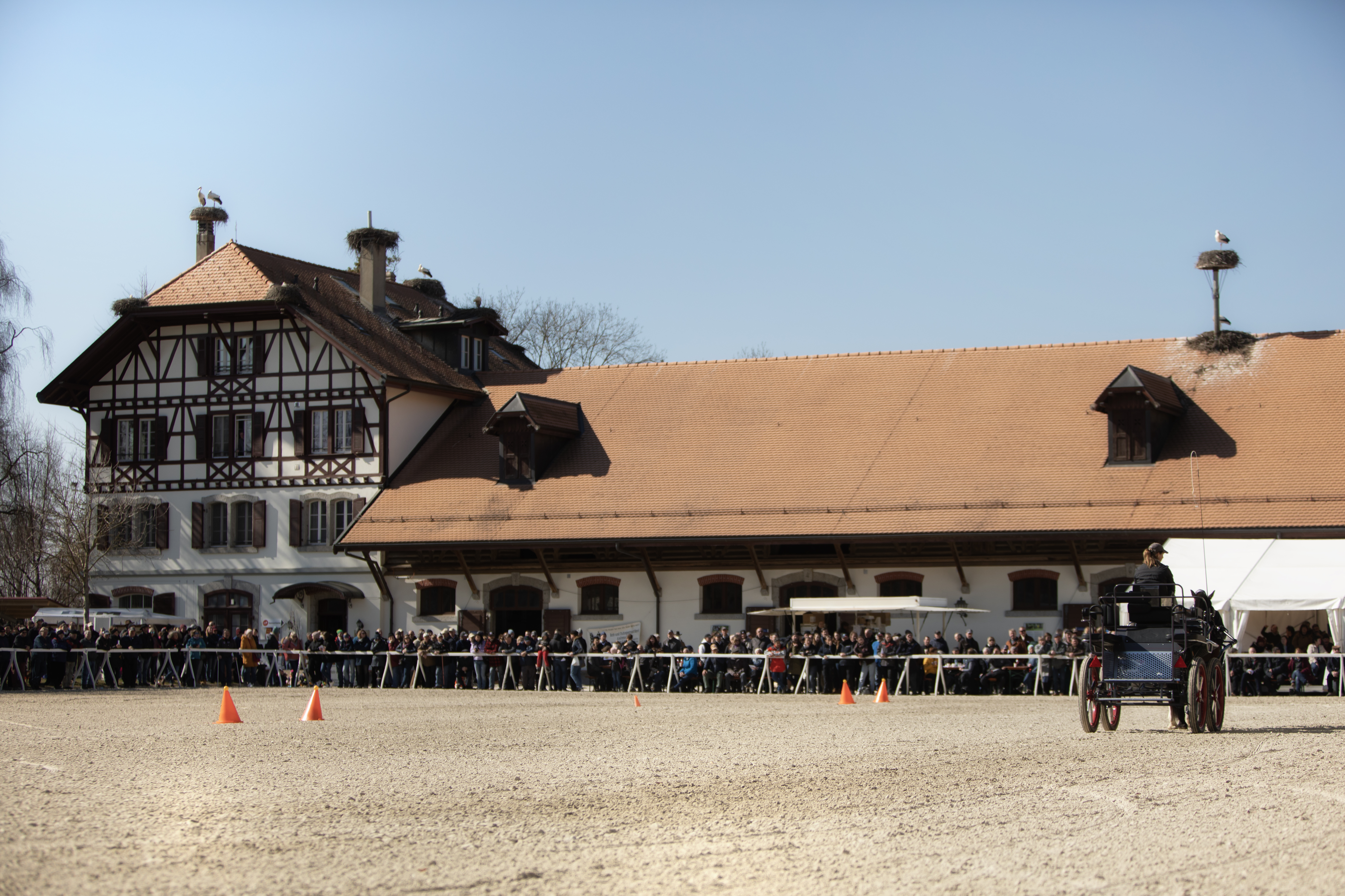 FM Hengstkörung 2023 - Abschlusstest - Schweizer Nationalgestüt SNG - Avenches/VD – Schweiz
