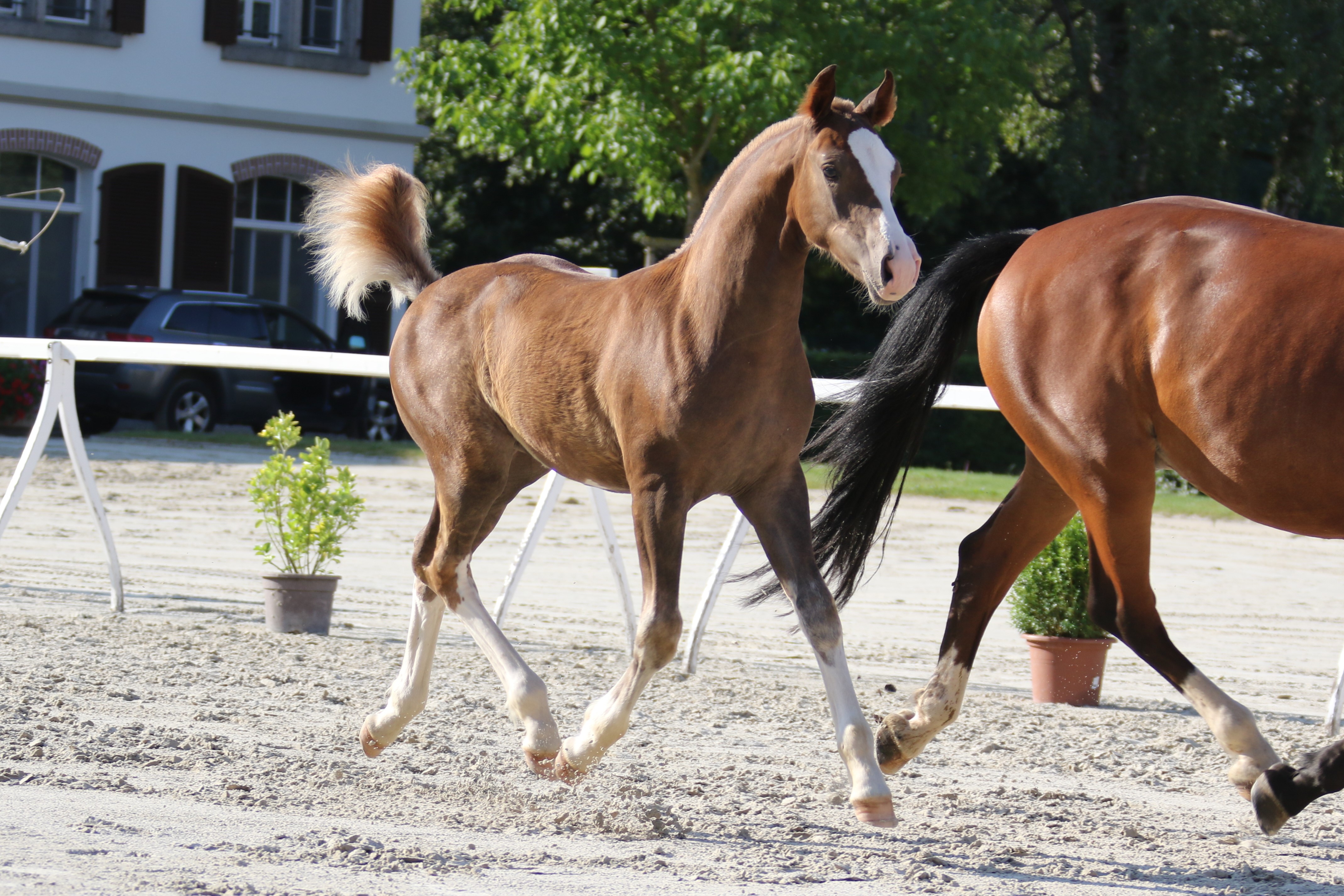 https://www.ventepoulain.ch/fr-ch/Mise-de-poulain